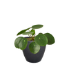 Pilea Peperomioides Chinese Money Plant | Easy Care Coin-Shaped Leaves | House Plant Shop