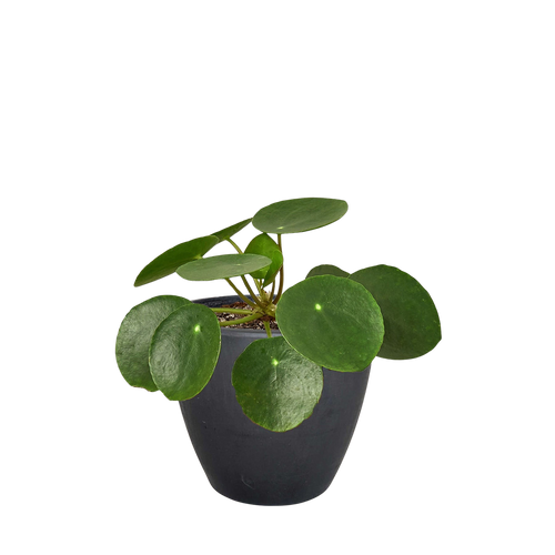 Pilea Peperomioides Chinese Money Plant | Easy Care Coin-Shaped Leaves | House Plant Shop