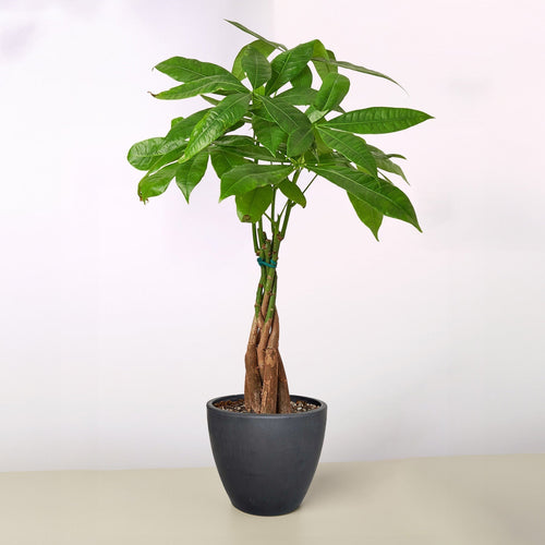 Money Tree 'Guiana Chestnut' Pachira Braid
