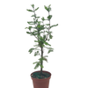 Bonsai Bald Cypress