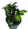 Bonsai Ficus Compacta