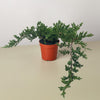 Bonsai Juniper