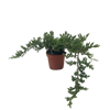 Bonsai Juniper
