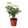 Bonsai Schefflera Arboricola