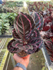 Calathea 'Dottie'