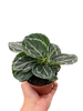 Calathea 'Green Goddess'