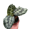 Calathea 'Kennedy' | Rare Prayer Plant with Brush-Stroke Foliage | House Plant Shop