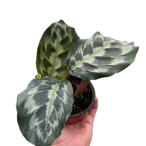 Calathea 'Kennedy' | Rare Prayer Plant with Brush-Stroke Foliage | House Plant Shop