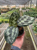 Calathea 'Kennedy' | Rare Prayer Plant with Brush-Stroke Foliage | House Plant Shop