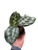 Calathea 'Kennedy' | Rare Prayer Plant with Brush-Stroke Foliage | House Plant Shop