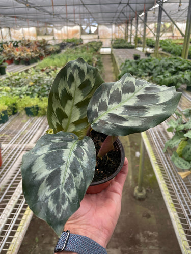 Calathea 'Kennedy' | Rare Prayer Plant with Brush-Stroke Foliage | House Plant Shop