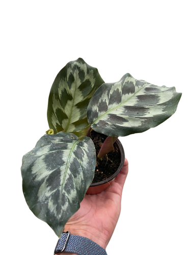 Calathea 'Kennedy' | Rare Prayer Plant with Brush-Stroke Foliage | House Plant Shop