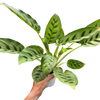 Calathea Leopardina