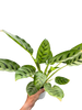 Calathea Leopardina