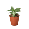 Calathea 'Vittata'