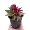 Celosia