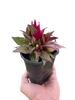 Celosia