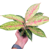 Chinese Evergreen 'Karat'