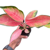 Chinese Evergreen 'Pink Pearl'