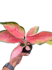 Chinese Evergreen 'Pink Pearl'
