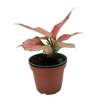 Chinese Evergreen 'Rich Red'