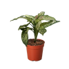 Chinese Evergreen 'Wishes'