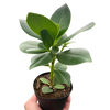 Clusia 'Princess' (Autograph Plant)