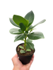 Clusia 'Princess' (Autograph Plant)