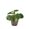 Pilea Peperomioides Chinese Money Plant | Easy Care Coin-Shaped Leaves | House Plant Shop