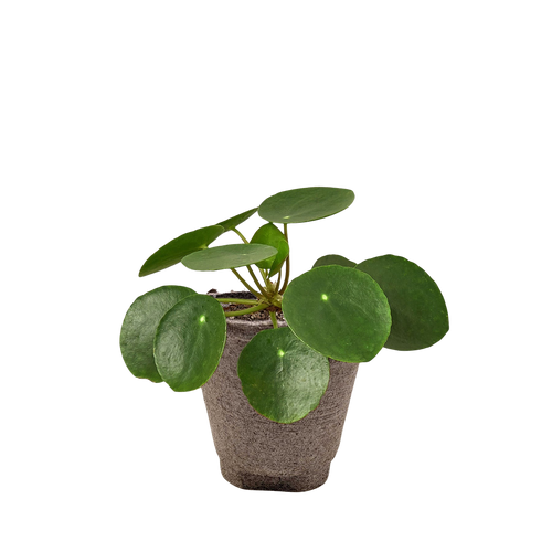 Pilea Peperomioides Chinese Money Plant | Easy Care Coin-Shaped Leaves | House Plant Shop