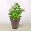 Maidenhair Fern