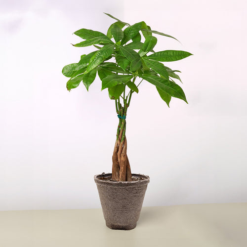 Money Tree 'Guiana Chestnut' Pachira Braid