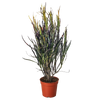 Croton 'Picasso'