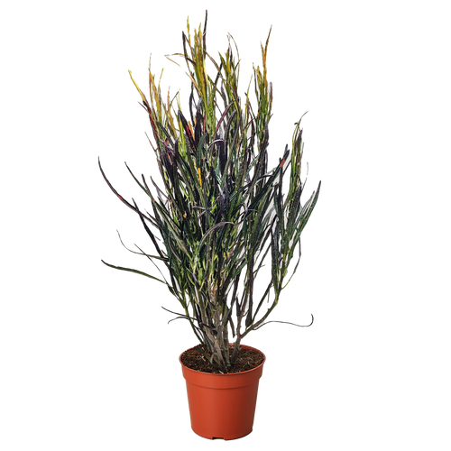 Croton 'Picasso'