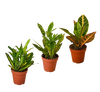 3 Croton Variety Pack / 4 Pot / Live Plant / House Plant