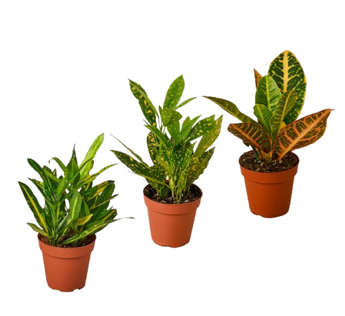 3 Croton Variety Pack / 4 Pot / Live Plant / House Plant