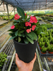 Crown of Thorns
