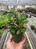 Crown of Thorns | Long-Lasting Red & Yellow Flowering Plant | House Plant Shop