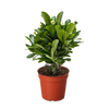 Crown of Thorns | Long-Lasting Red & Yellow Flowering Plant | House Plant Shop