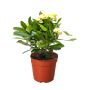 Crown of Thorns | Long-Lasting Red & Yellow Flowering Plant | House Plant Shop