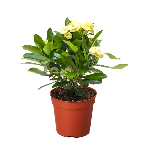 Crown of Thorns | Long-Lasting Red & Yellow Flowering Plant | House Plant Shop
