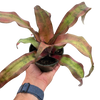 Cryptanthus 'Calypso'