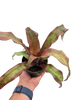 Cryptanthus 'Calypso'