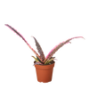 Cryptanthus 'Elaine' | Earth Star Bromeliad with Pink & Purple Stripes | House Plant Shop
