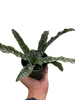 Cryptanthus 'Betty'