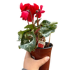 Cyclamen 'Red'