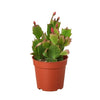 Christmas Cactus | Easy Care Holiday Plant | House Plant Shop