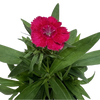 Dianthus
