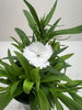 Dianthus