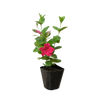 Dipladenia Premier Hot Pink
